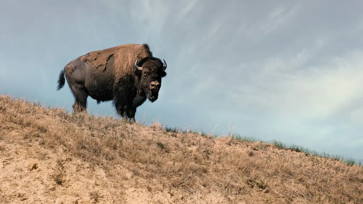 American bison standing on a grassy prairie hillside